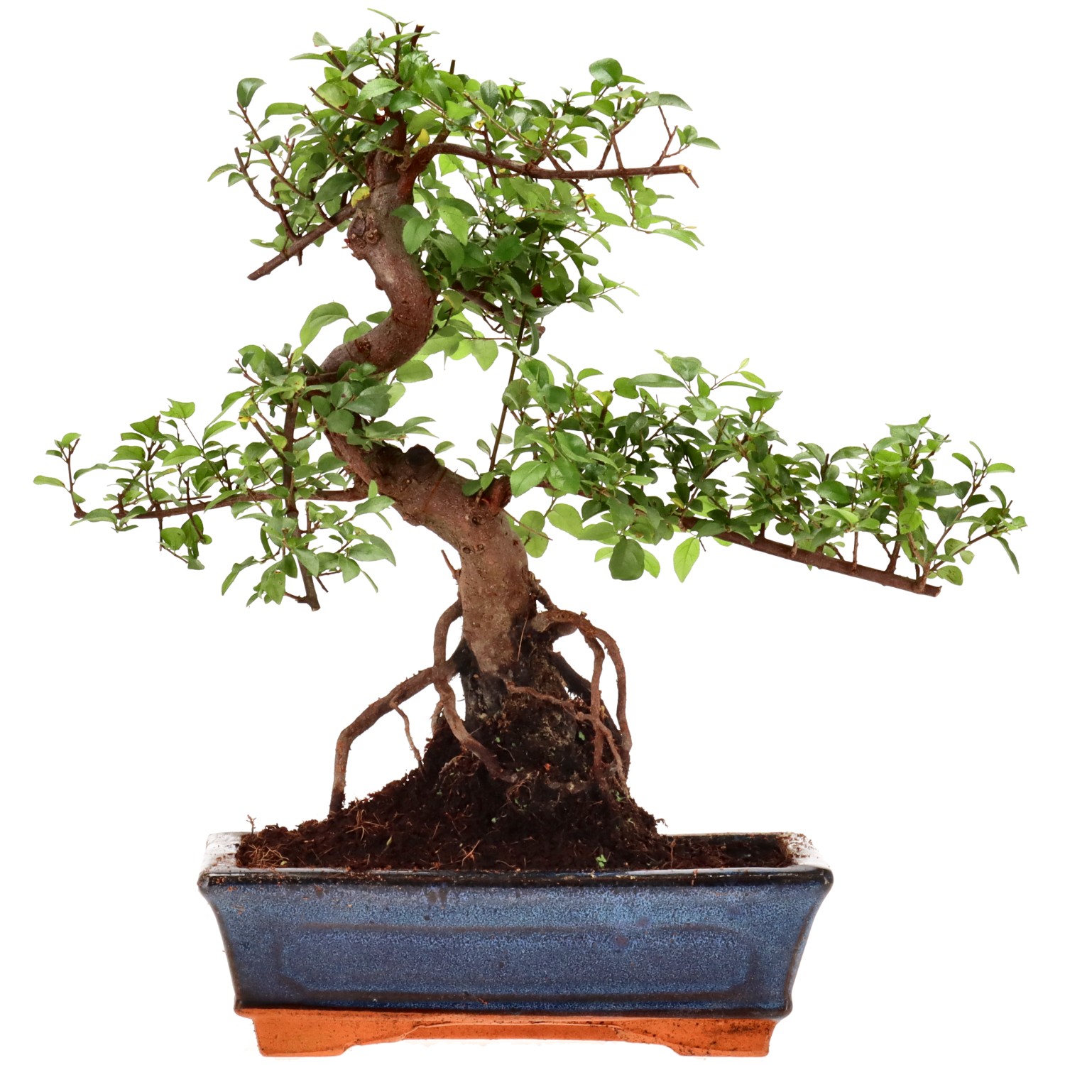 Sageretia theezans, aprox. 12 años (32 cm)