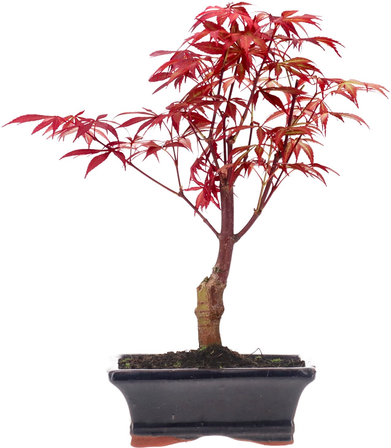 [A024] Jap. Maple (Atropurpureum), approx. 7 years