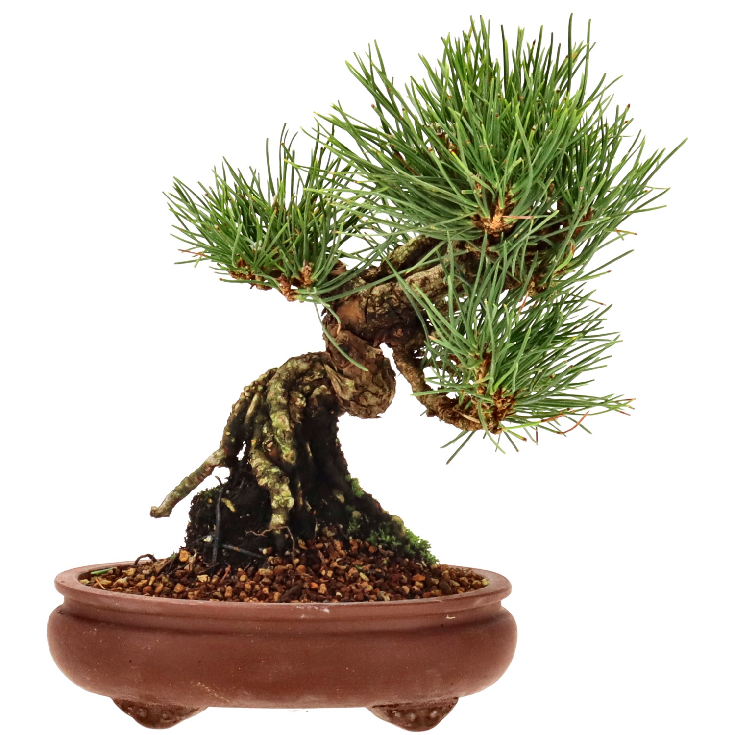 Japanese black pine, approx. 10 y. (16 cm)