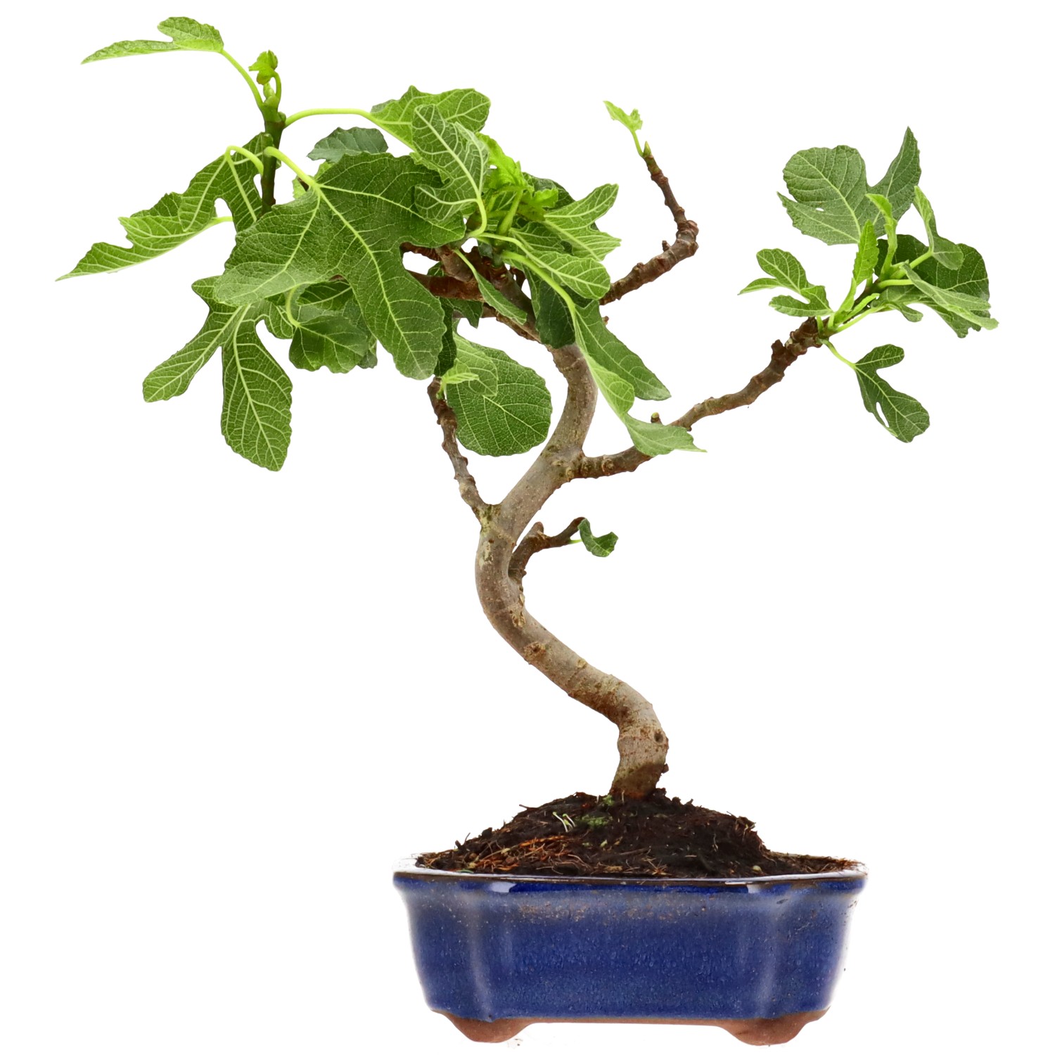 Ficus carica, env. 7 ans (27 cm)