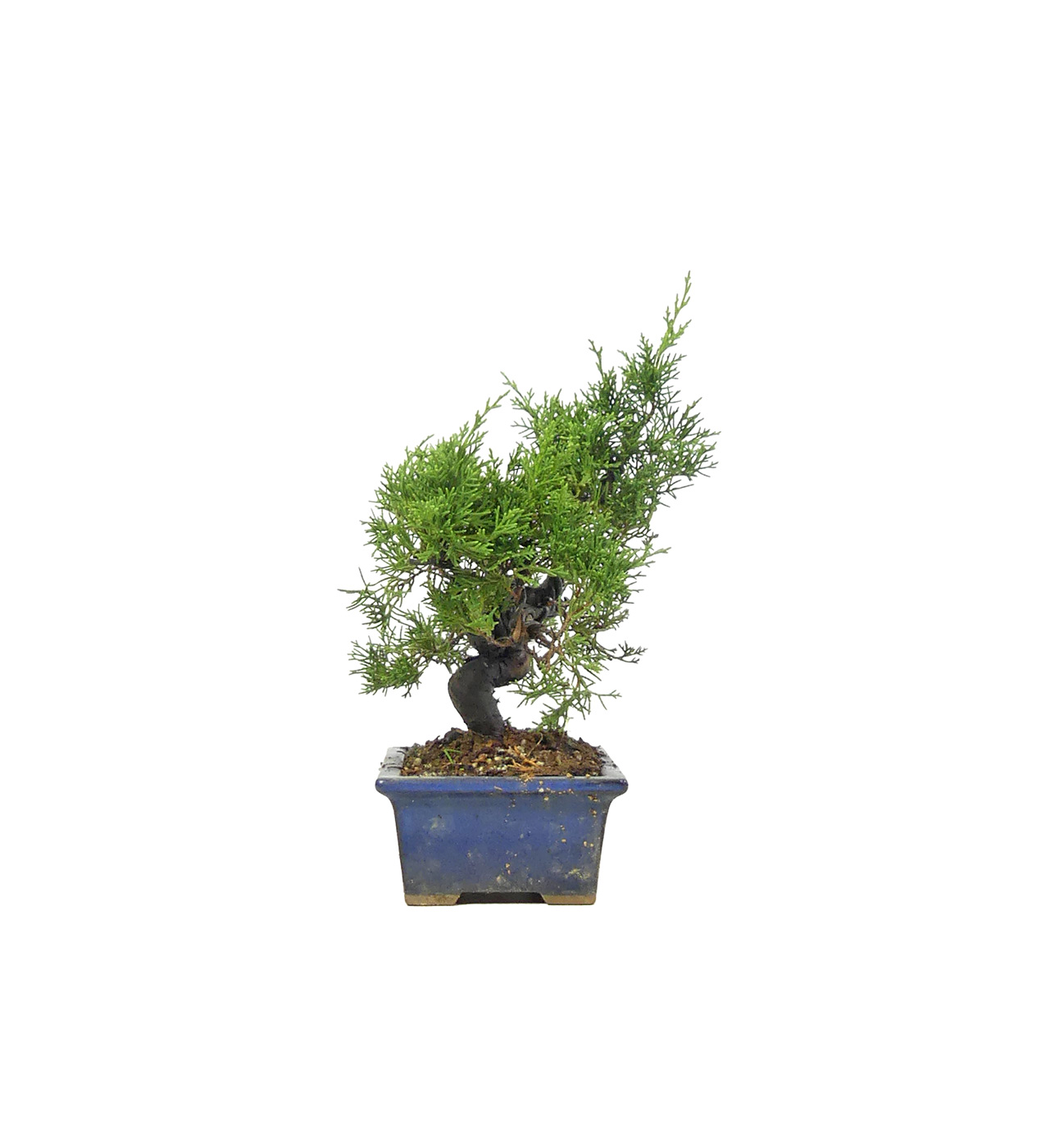 bonsai.fallbackImageTitle bonsai.fallbackImageTitle