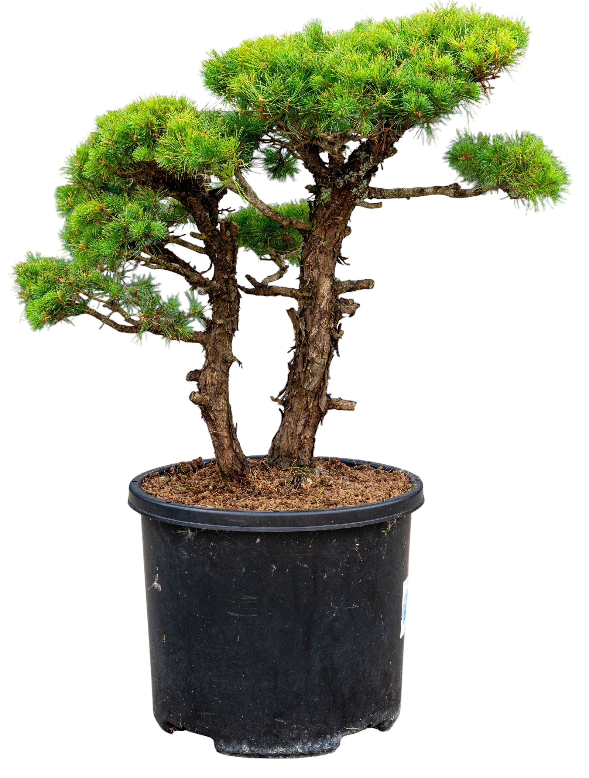 Gardenbonsai - Pine tree, approx. 30 years (85 cm)