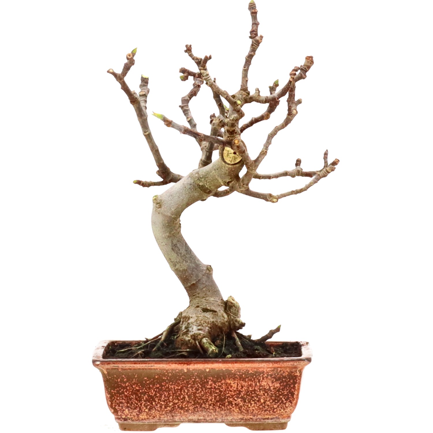 Fruchtfeige, ca. 10 J. (31 cm)