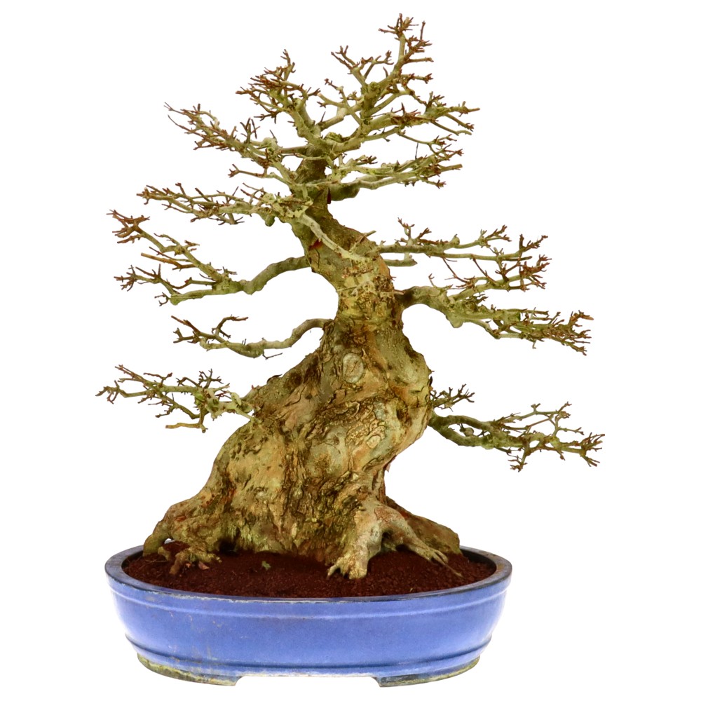 Dreispitzahorn, ca. 60 J. (74 cm) Dreispitzahorn, ca. 60 J. (74 cm)