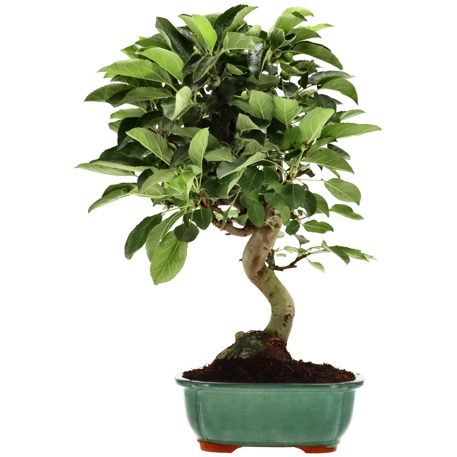 Zierapfel, ca. 13 J. (39 cm)