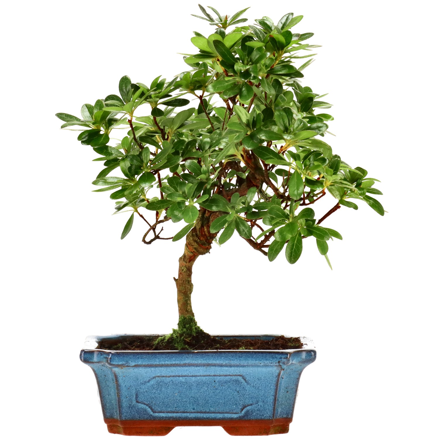 Jap. Azalee (Osakazuki), ca. 10 J. (26 cm)