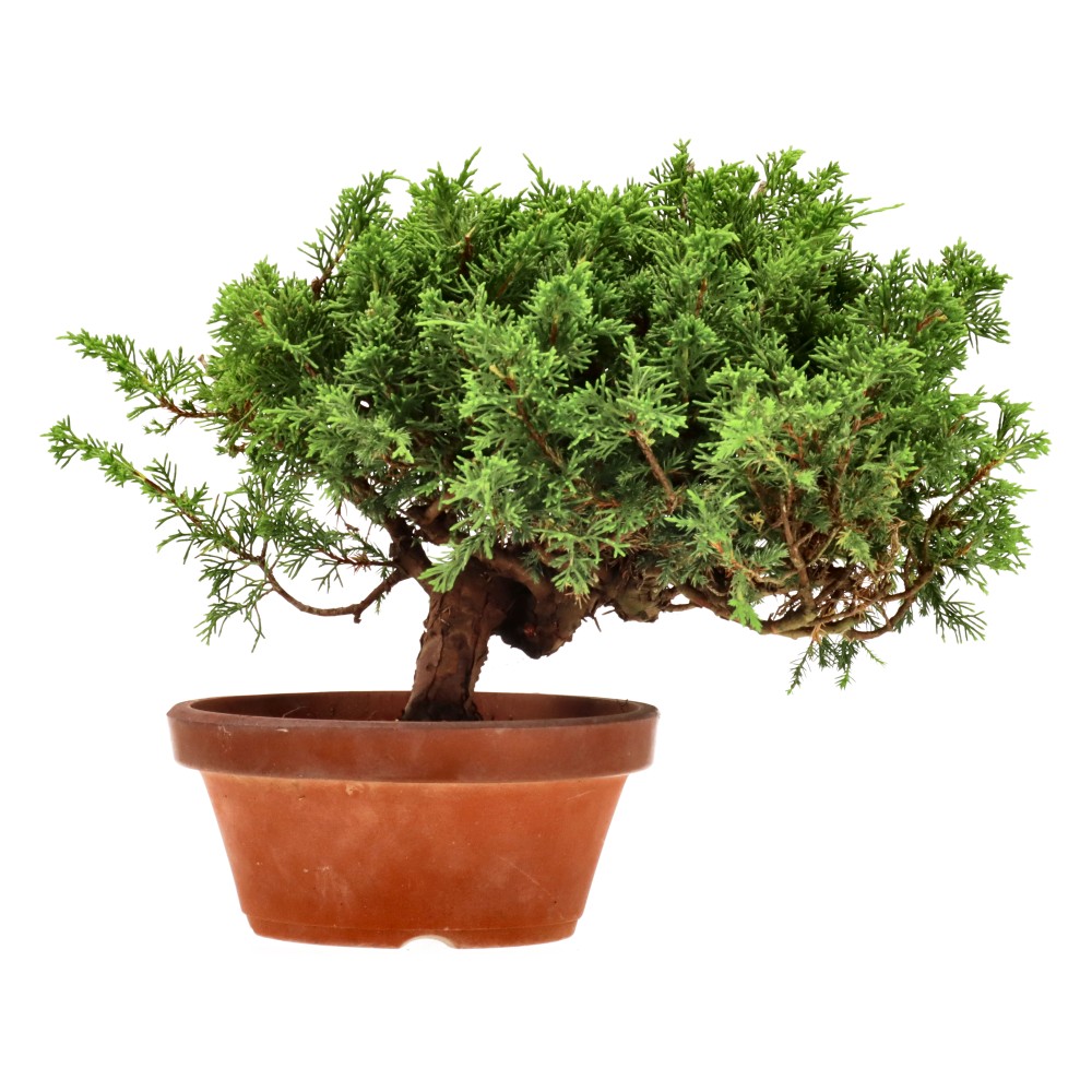 Genévrier de Chine, env. 20 ans (25 cm)