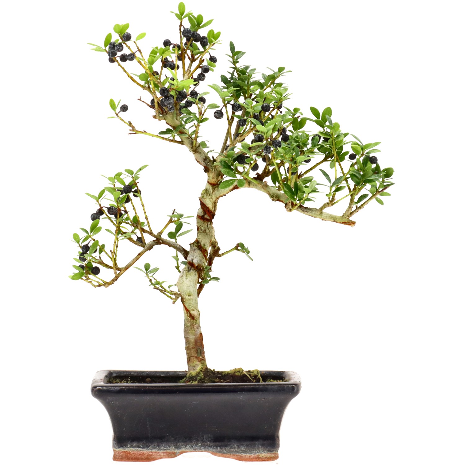 Jap. Stechpalme, ca. 7 J. (26 cm)