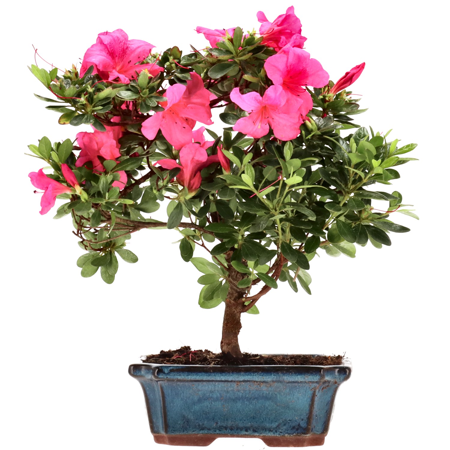 Azalea giapponese (Osakazuki), ca. 10 anni (27 cm)