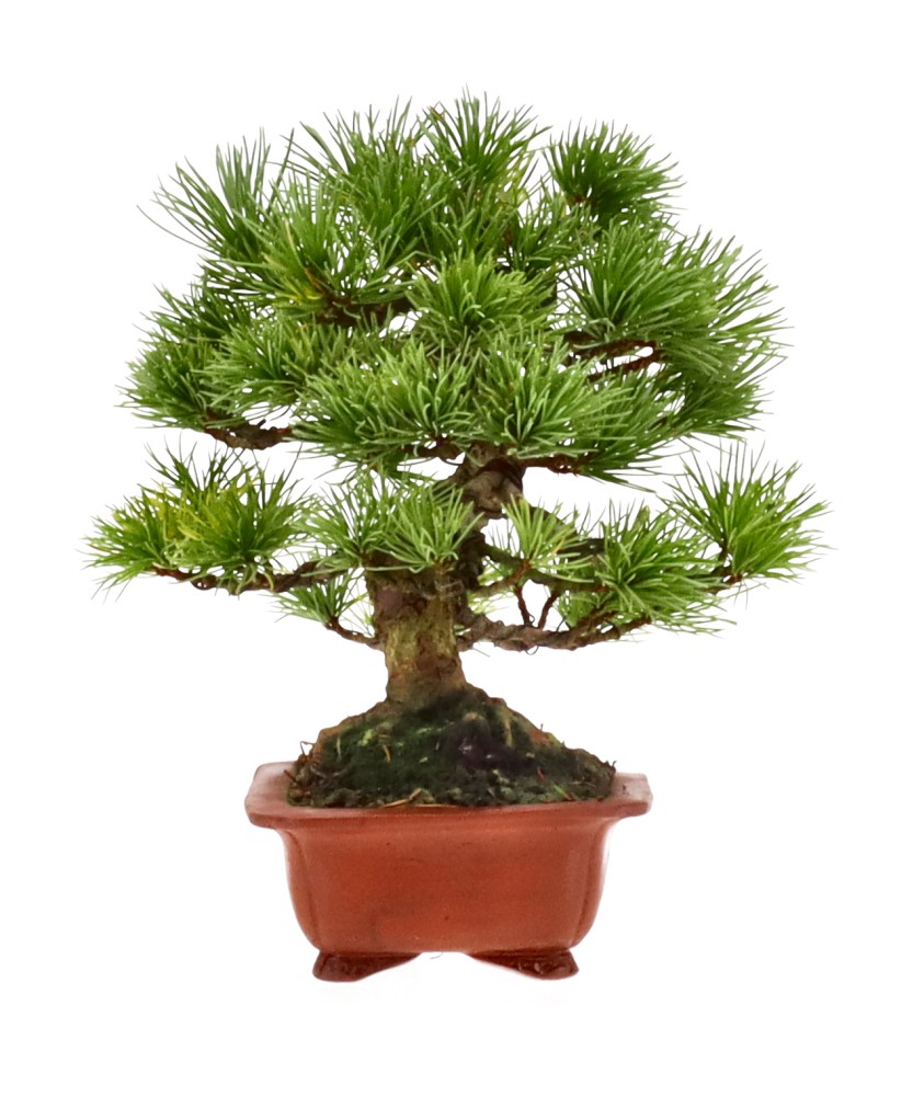 bonsai.fallbackImageTitle bonsai.fallbackImageTitle