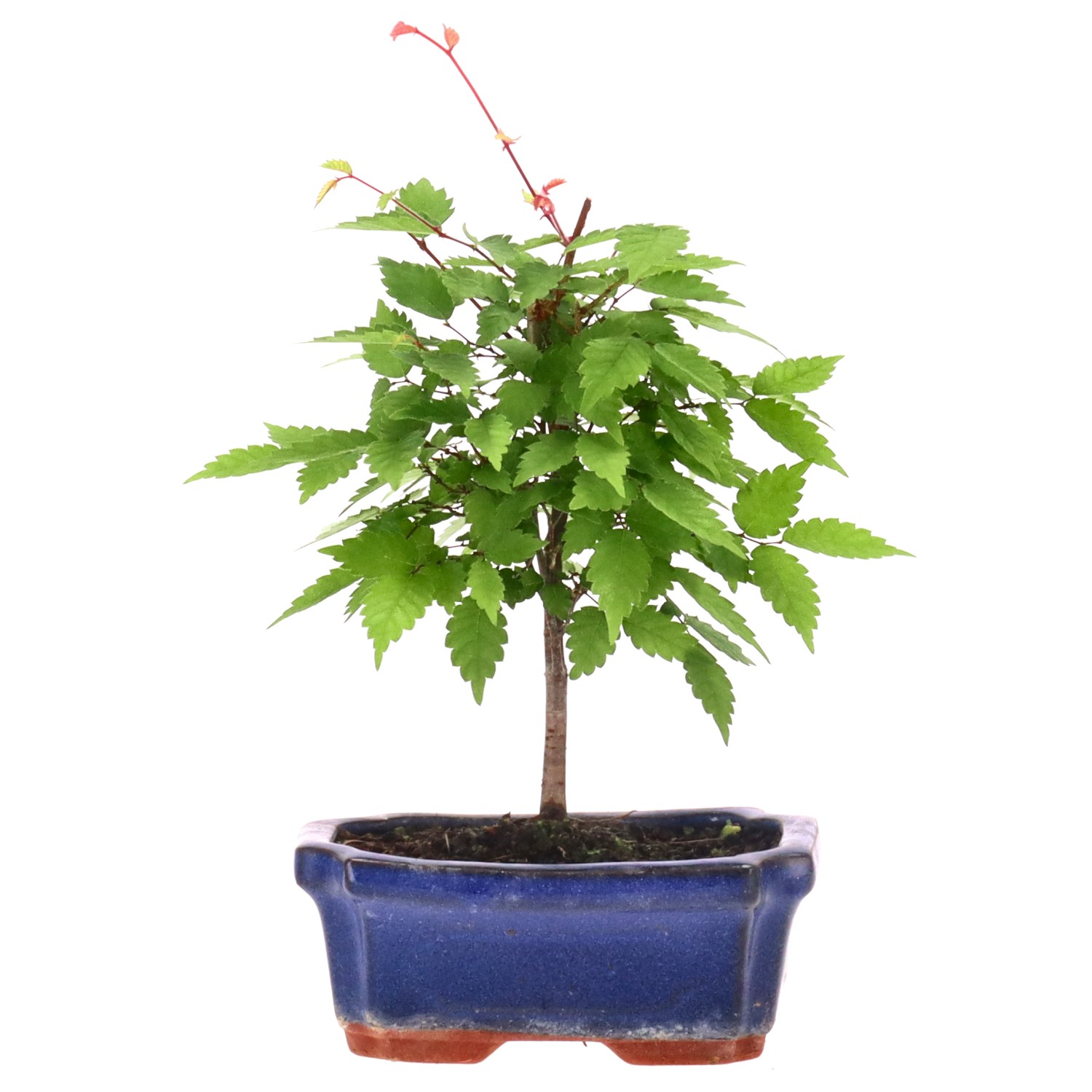 bonsai.fallbackImageTitle bonsai.fallbackImageTitle