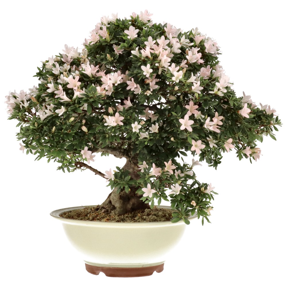 Jap. Azalee, ca. 25 J. (57 cm)