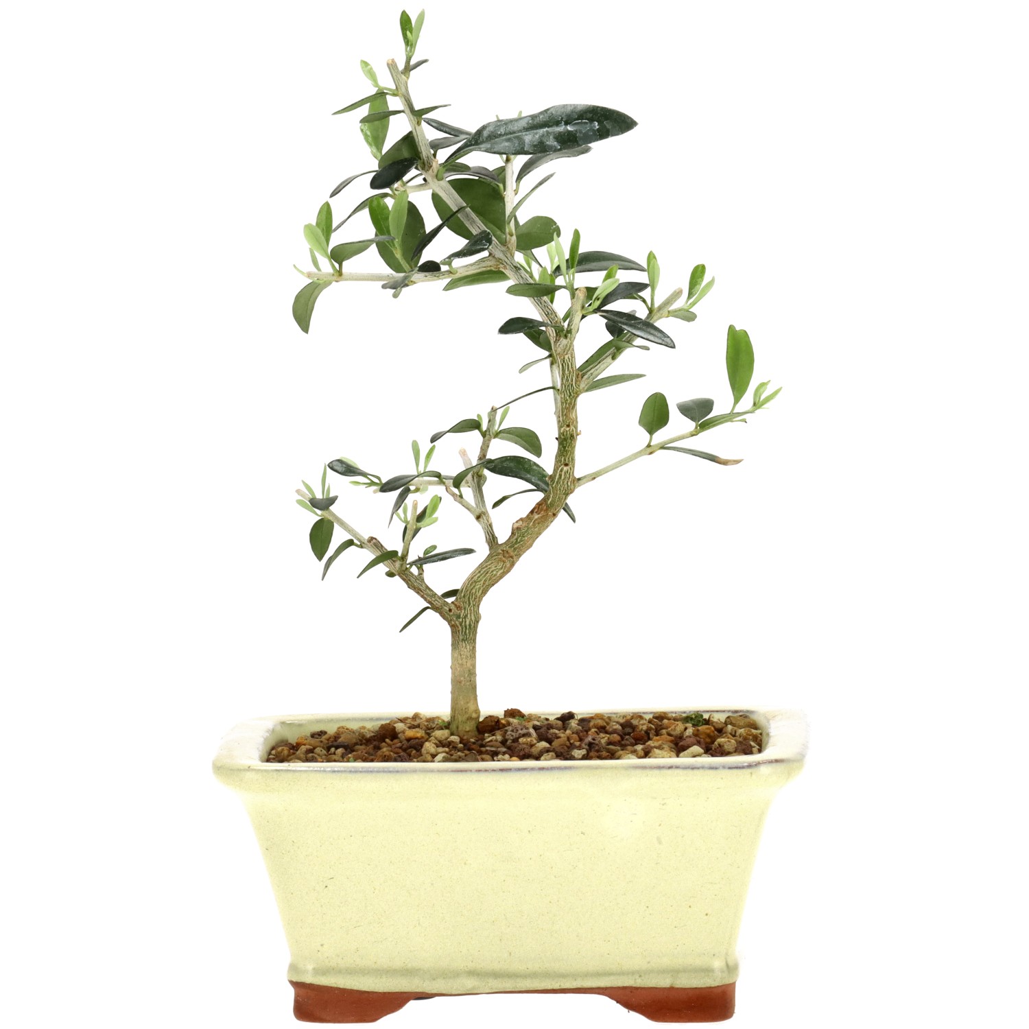 Wildolive, ca. 5 J. (19 cm)