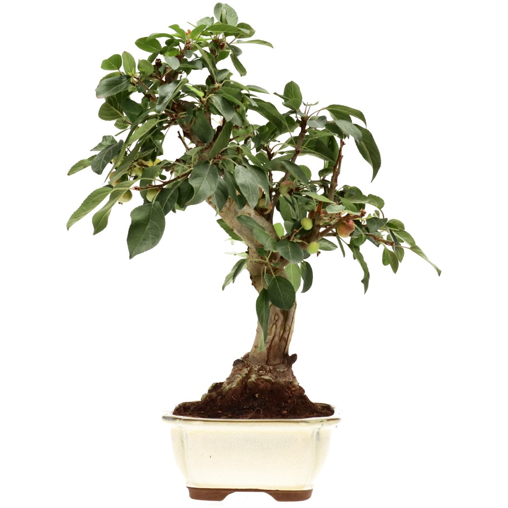 Zierapfel, ca. 17 J. (42 cm)