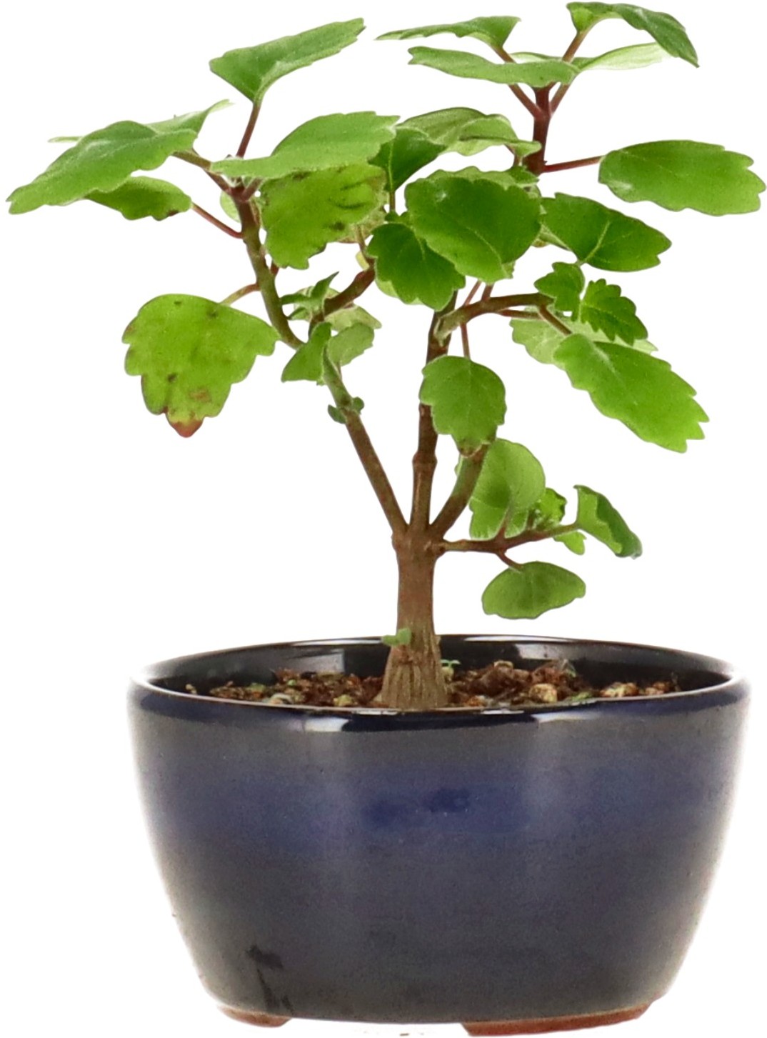 [Z012] Plectranthus, ca. 1 anni