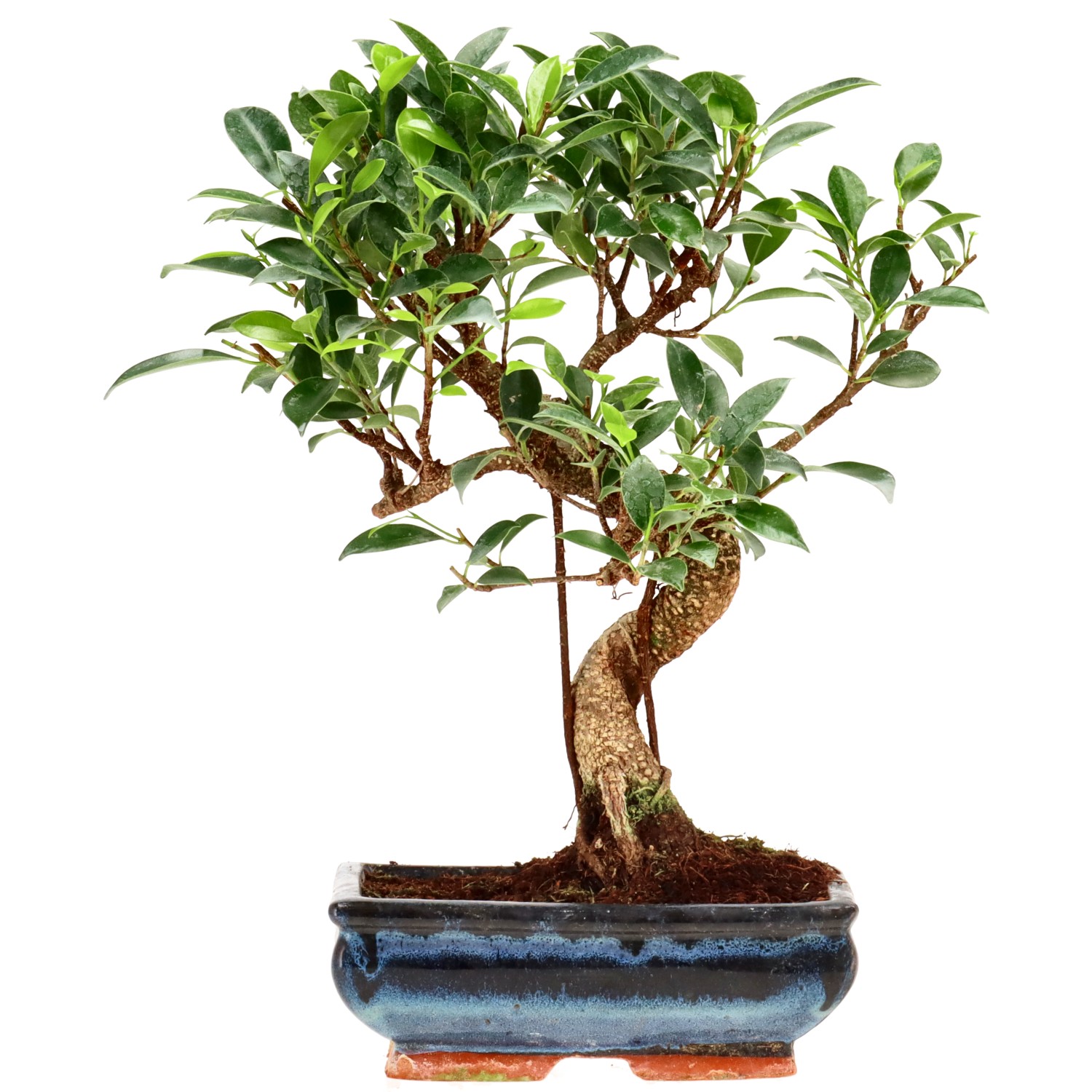 Ficus Retusa, aprox. 9 años (27 cm)