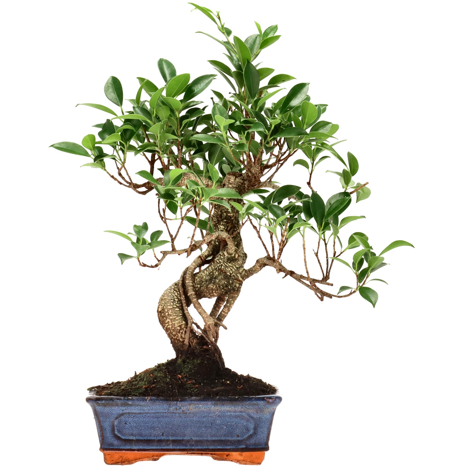 Chin. Feigenbaum (Retusa), ca. 9 J. (38 cm)