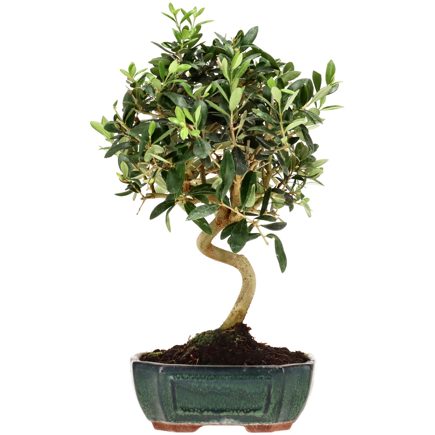 Olive, ca. 10 J. (34 cm)