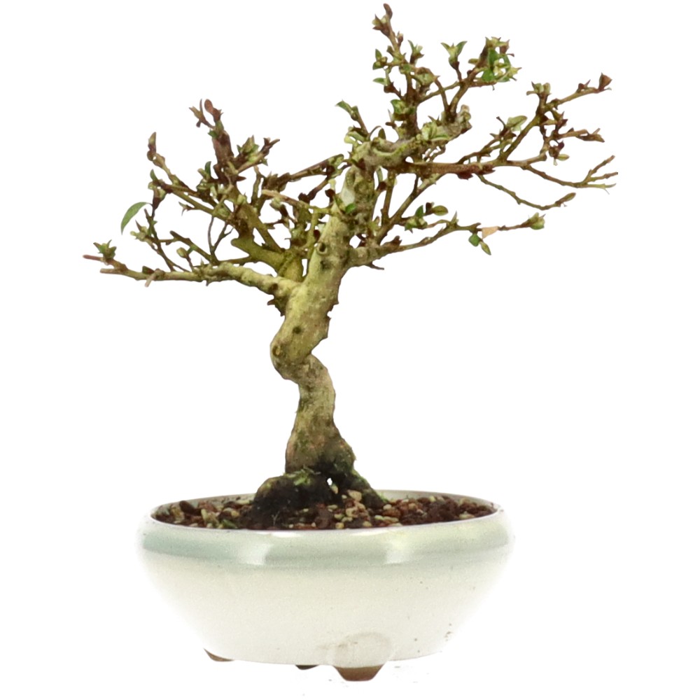 bonsai.fallbackImageTitle bonsai.fallbackImageTitle