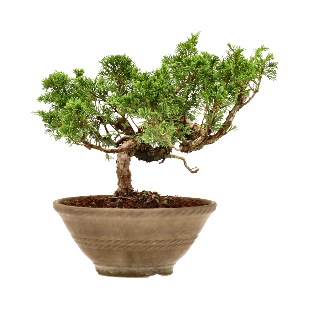 Chinese juniper, approx. 18 y. (23 cm)