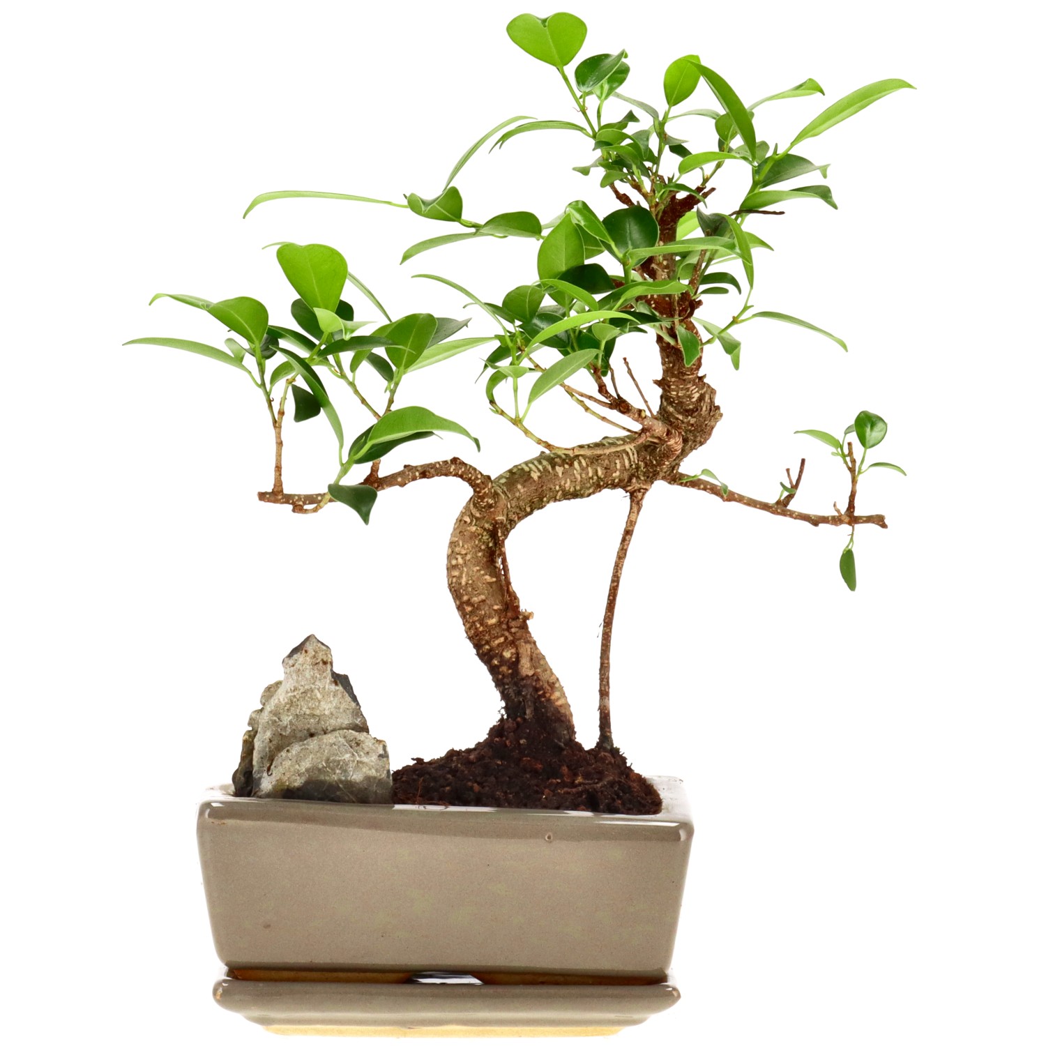 Chin. Feigenbaum (Retusa), mU., ca. 7 J. (22 cm)