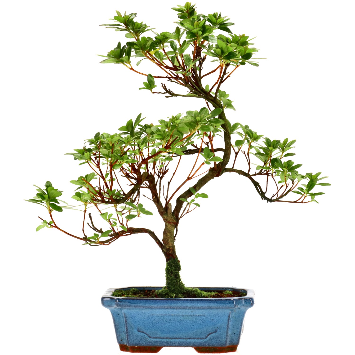 Jap. Azalee (Osakazuki), ca. 10 J. (35 cm)