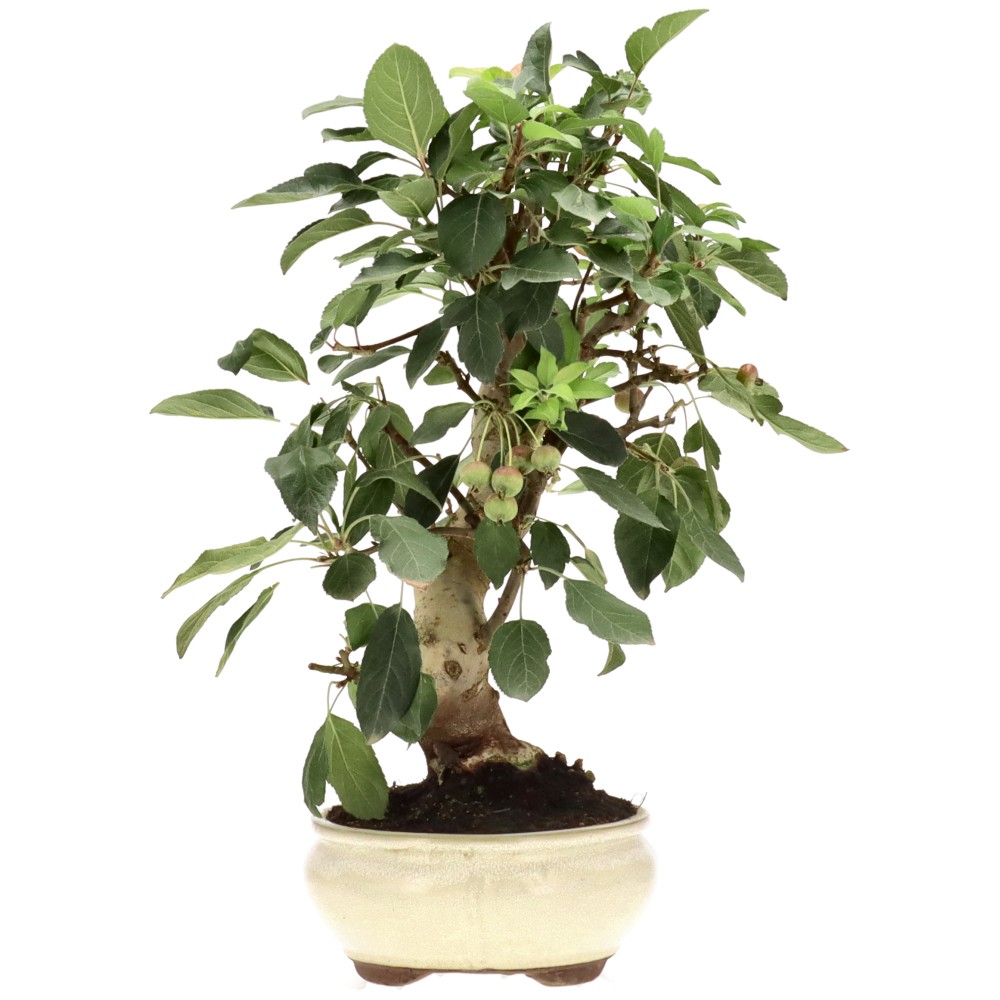 Zierapfel, ca. 17 J. (42 cm)