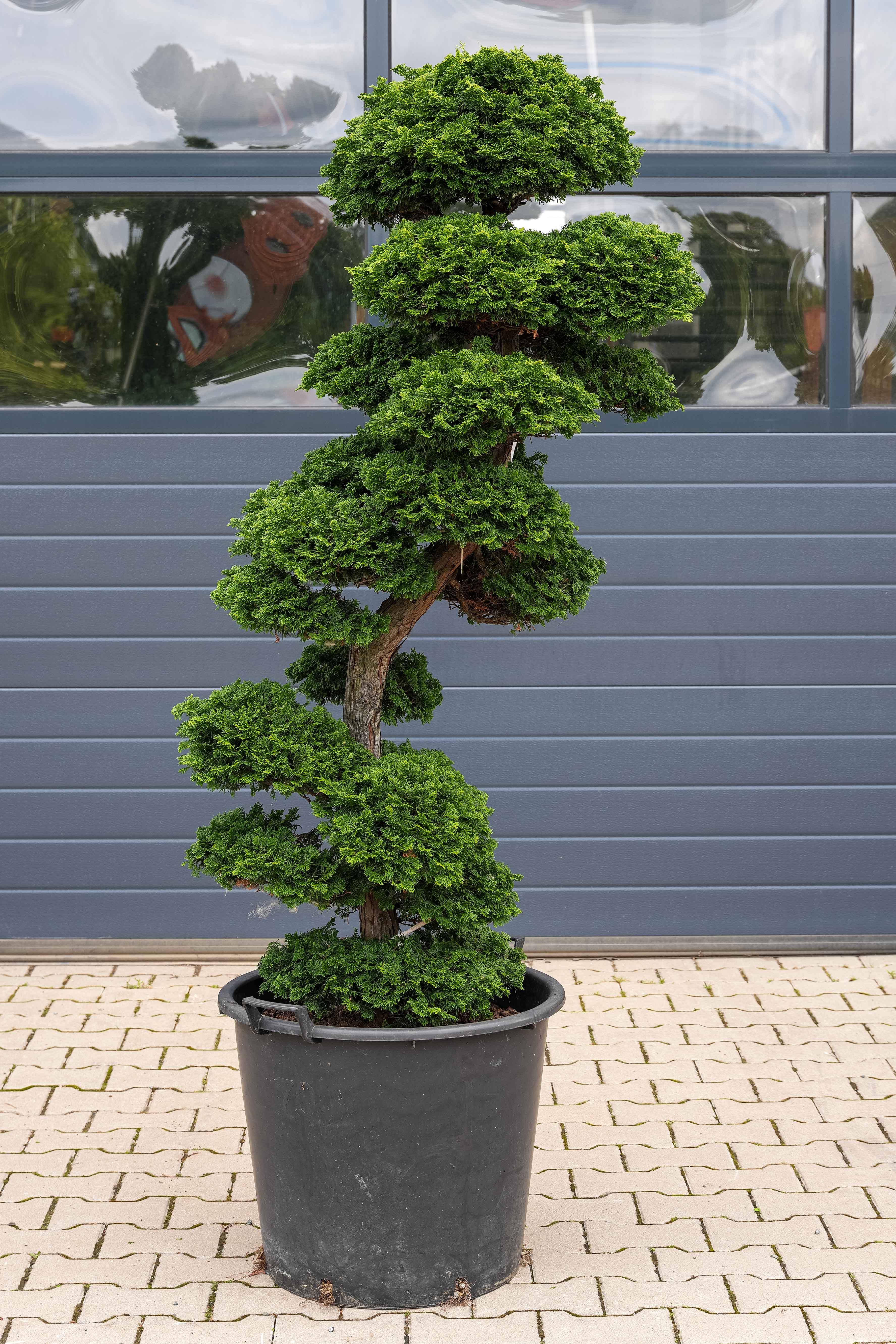 bonsai.fallbackImageTitle