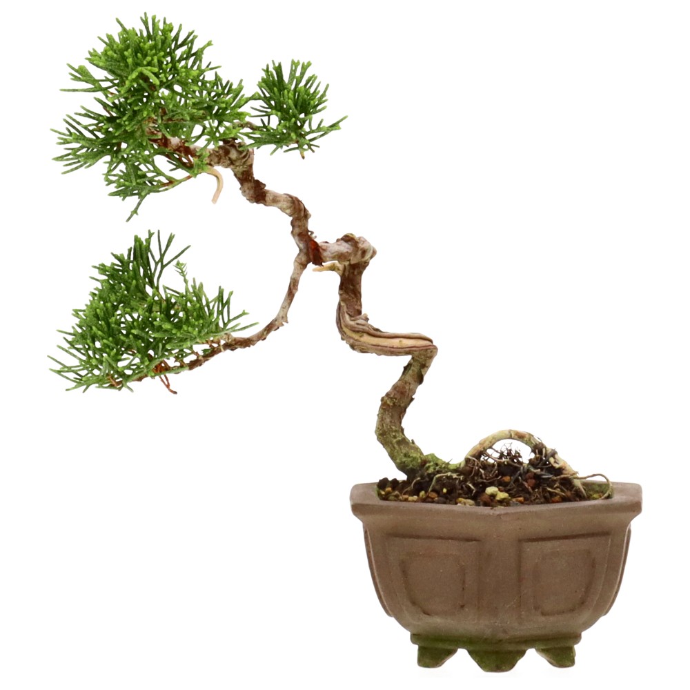 Genévrier de Chine, env. 8 ans (15 cm)