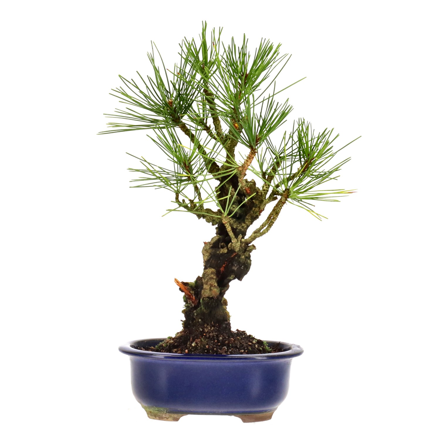 Jap. Corkbark pine, approx. 12 y. (27 cm)