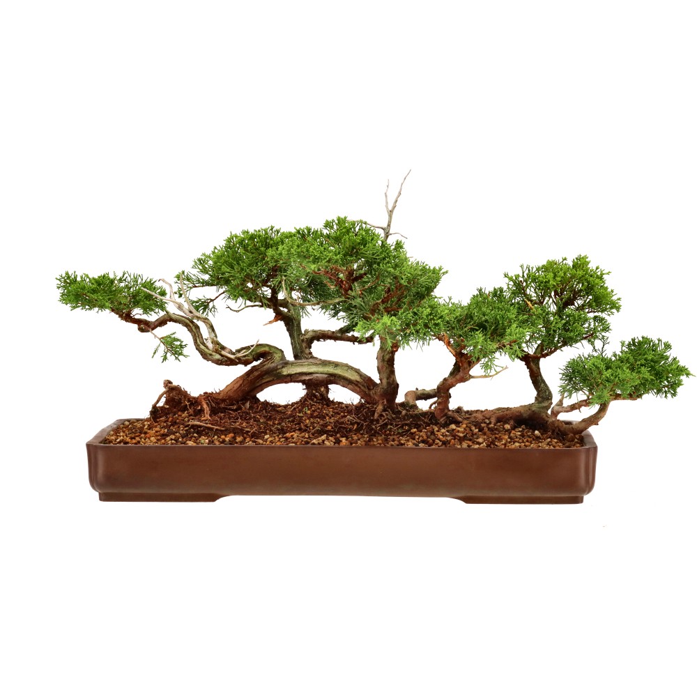 Chin. Wacholder, ca. 35 J. (30 cm)