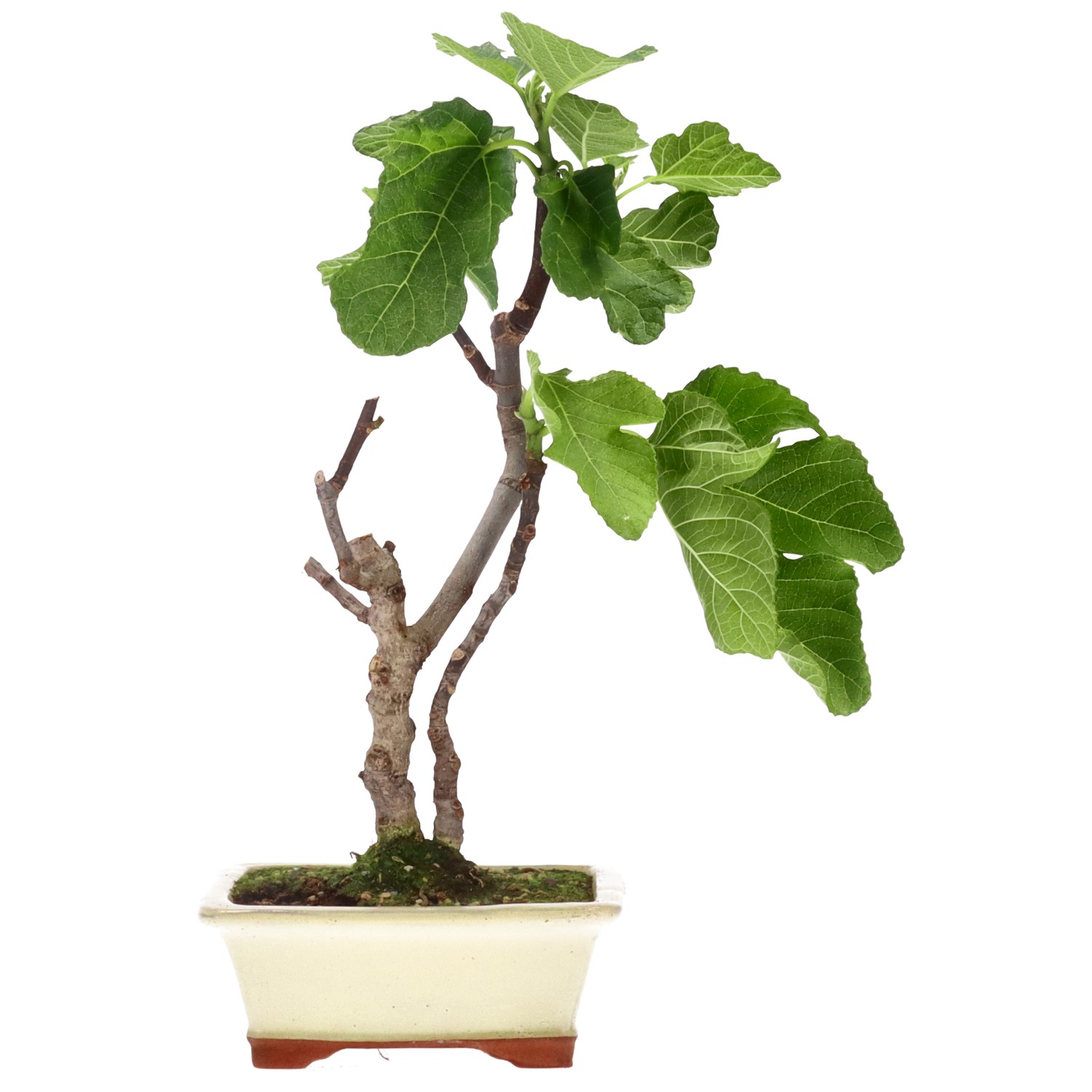 Ficus carica, ca. 7 anni (39 cm)