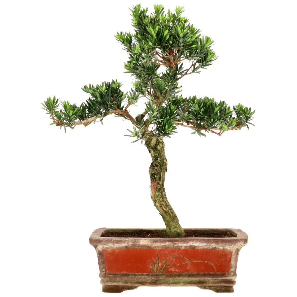 Chin. Steineibe, ca. 15 J. (54 cm)