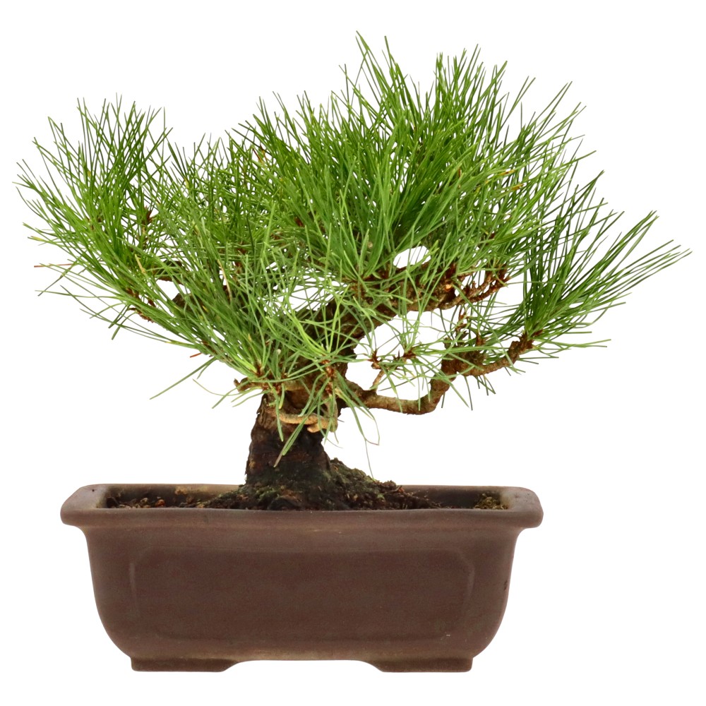 Pin noir du Japon, env. 18 ans (20 cm)