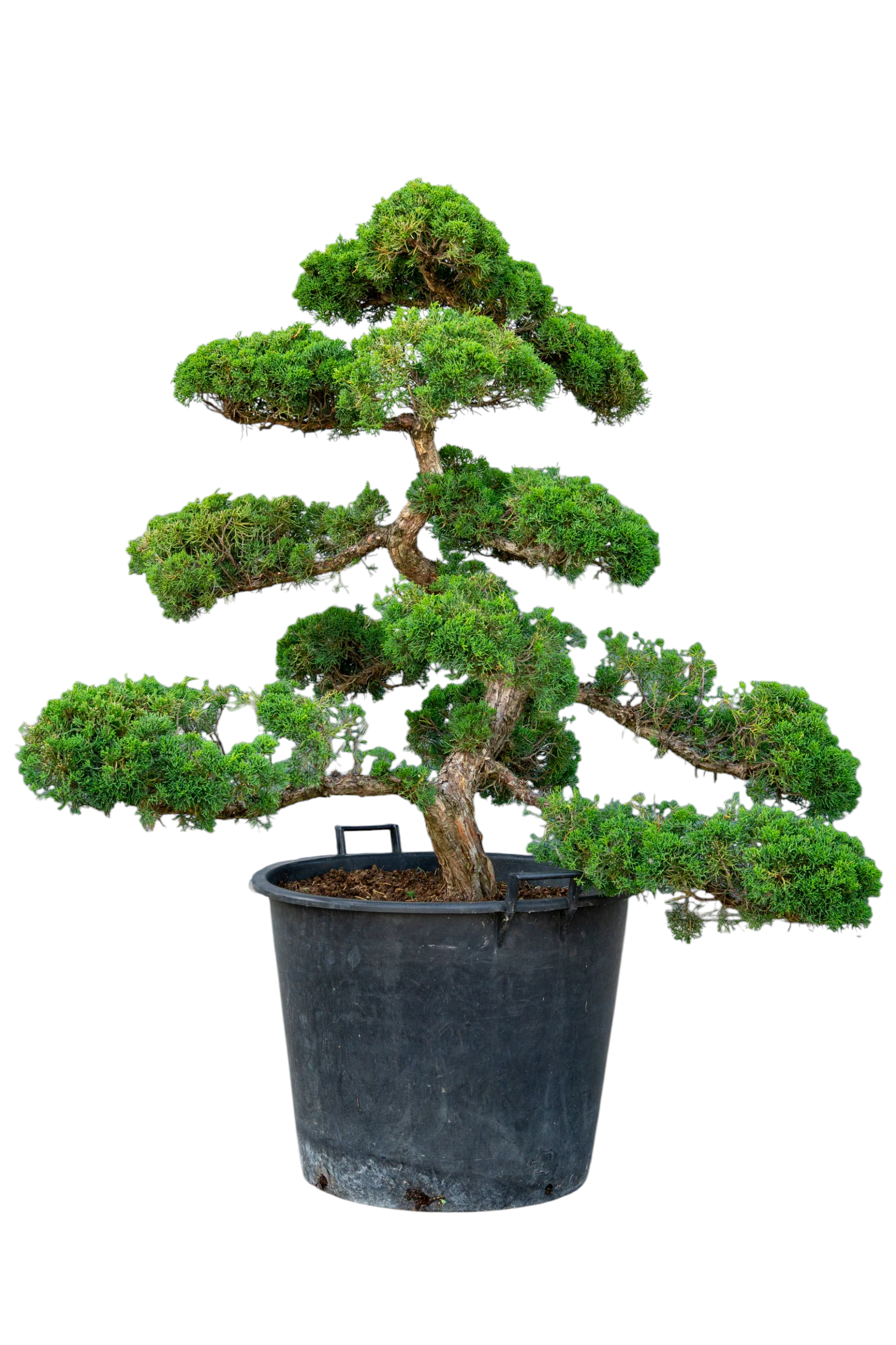 Gardenbonsai - Chinese juniper, approx. 40 y. (105 cm)