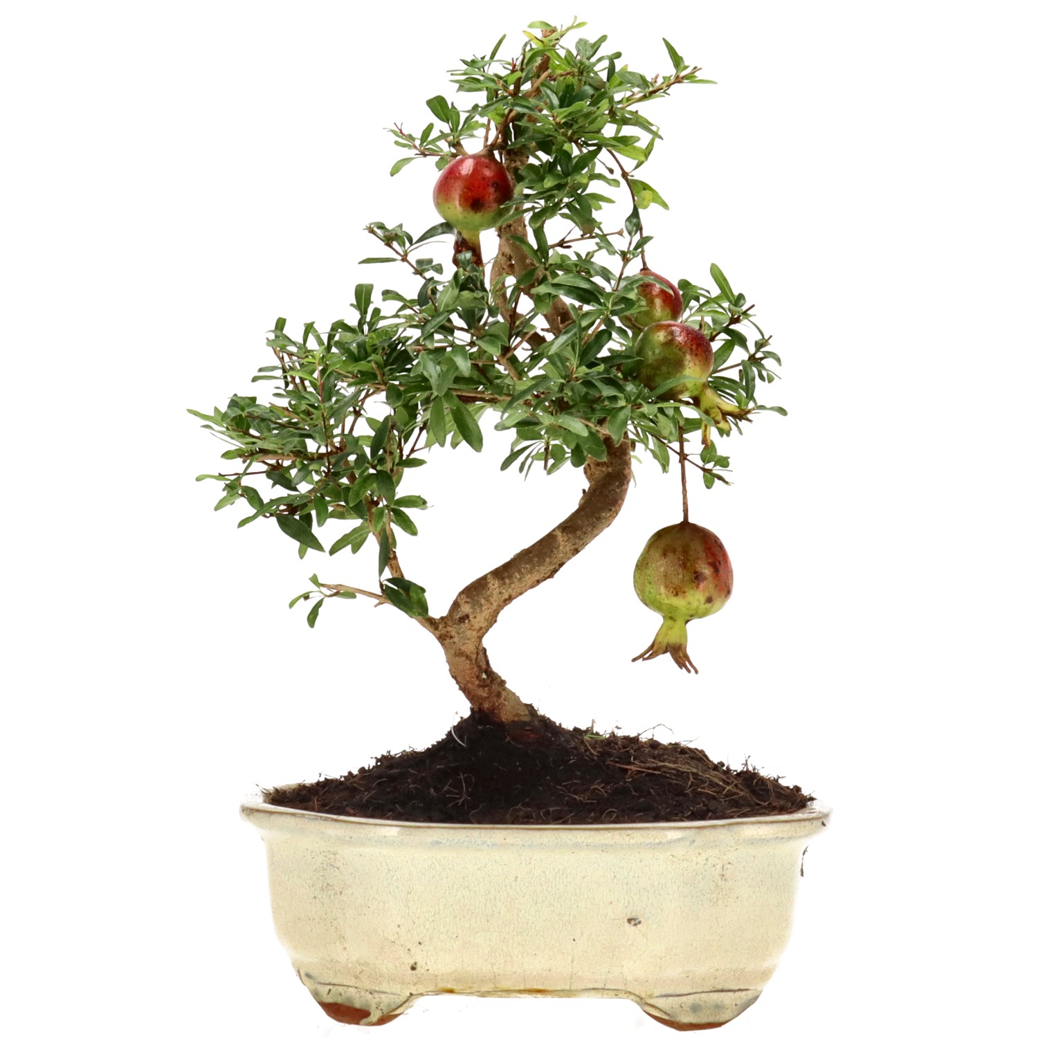 Grenadier commun, env. 8 ans (23 cm)