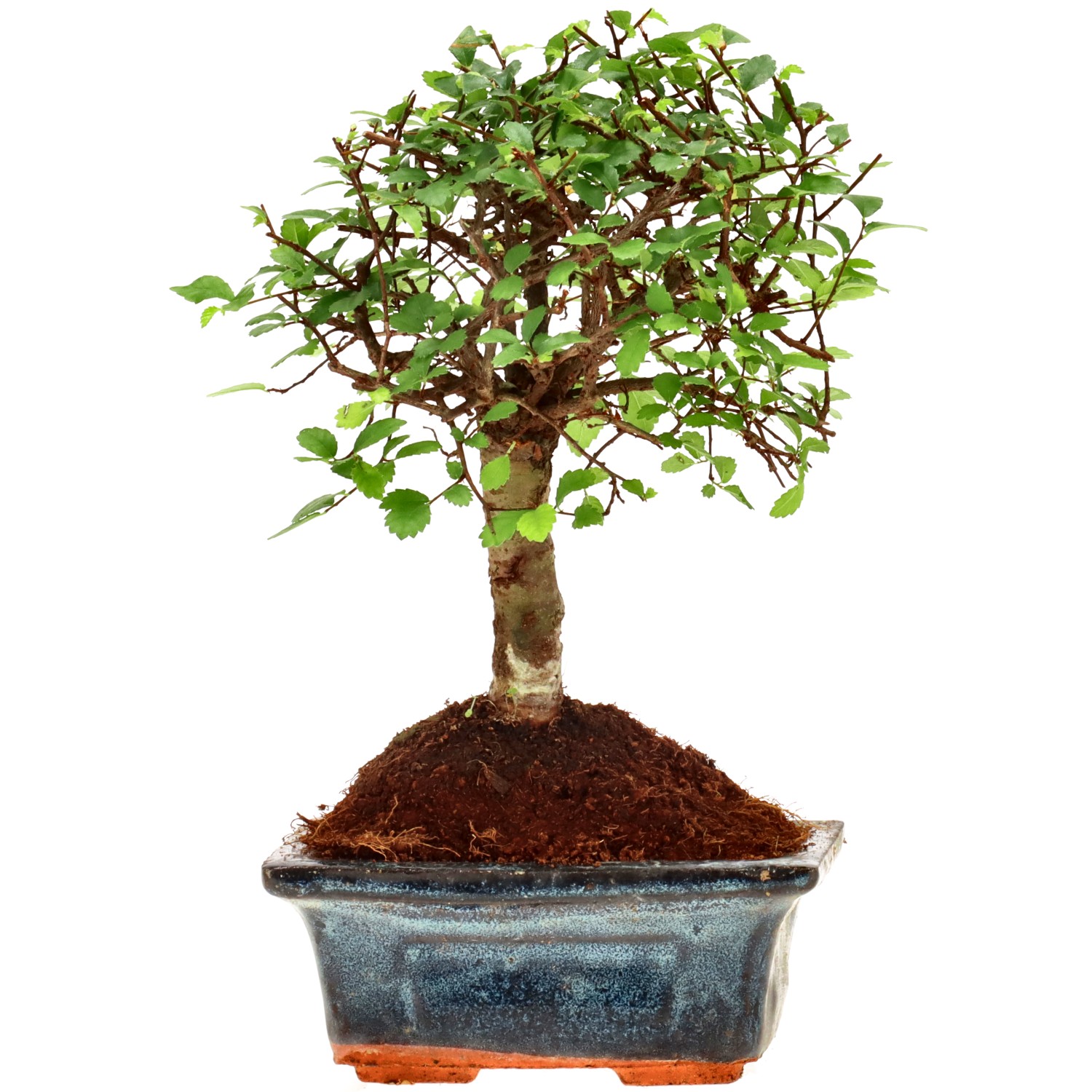 Chinese elm, approx. 6 y. (18 cm)