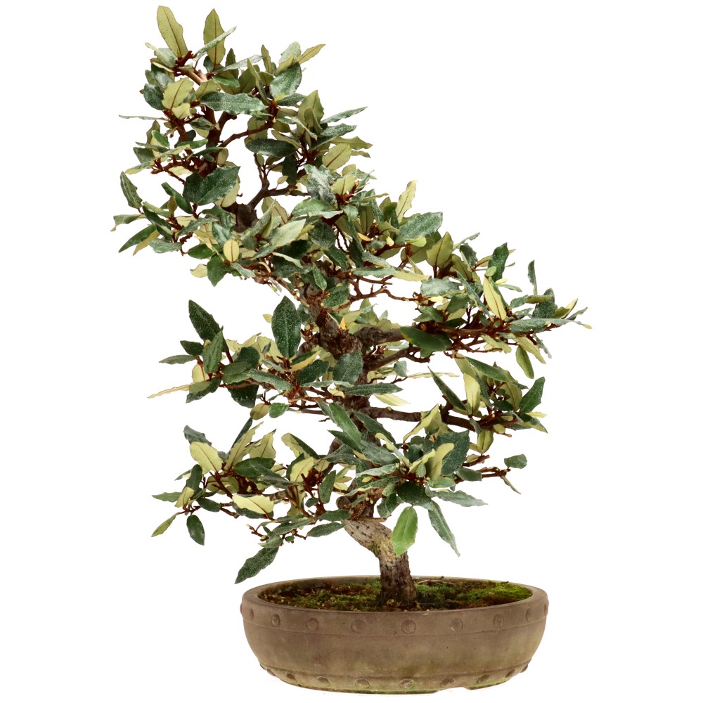 bonsai.fallbackImageTitle bonsai.fallbackImageTitle