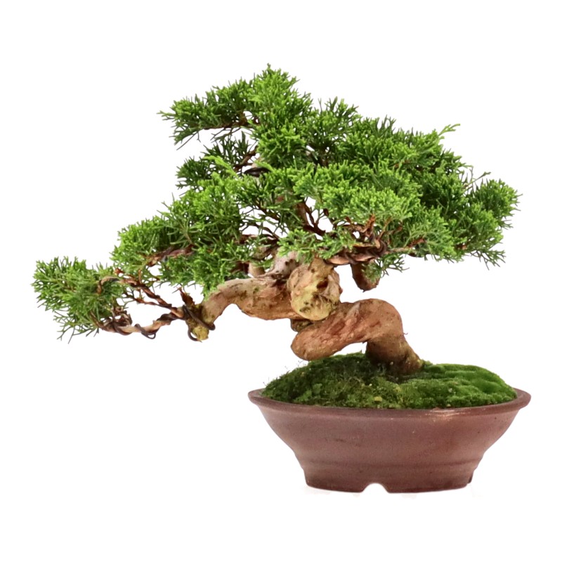 bonsai.fallbackImageTitle bonsai.fallbackImageTitle