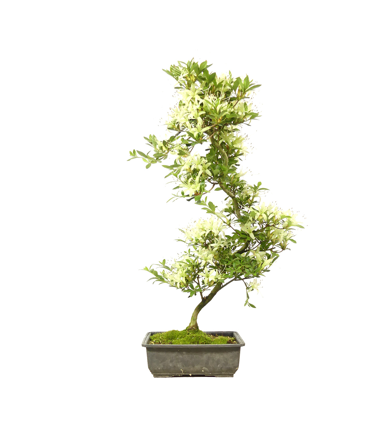 Jap. Azalee, ca. 12 Jahre (59 cm)