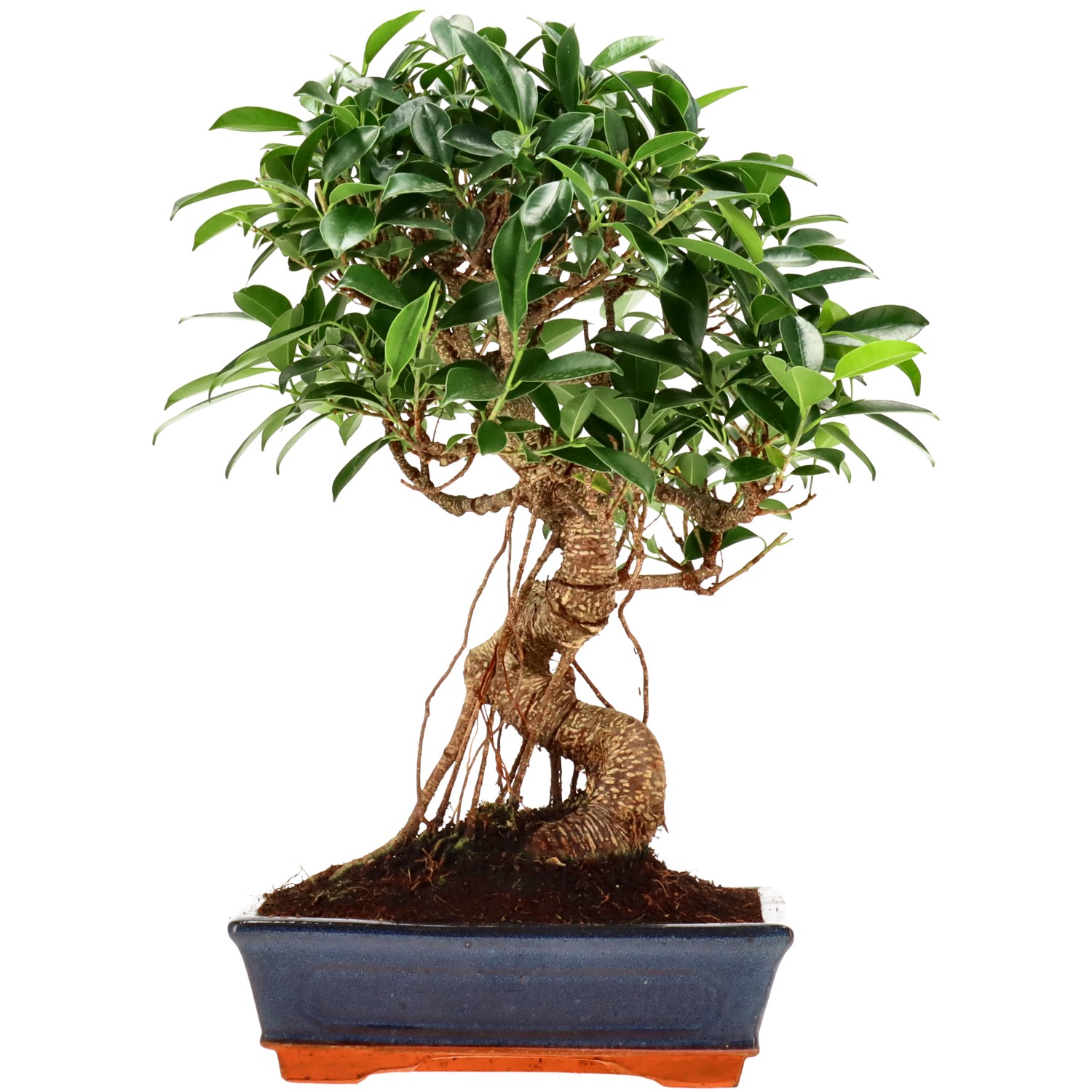 Chin. Feigenbaum (Retusa), ca. 14 J. (38 cm)