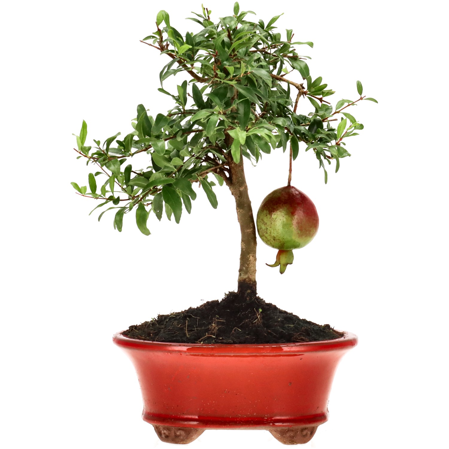 bonsai.fallbackImageTitle bonsai.fallbackImageTitle