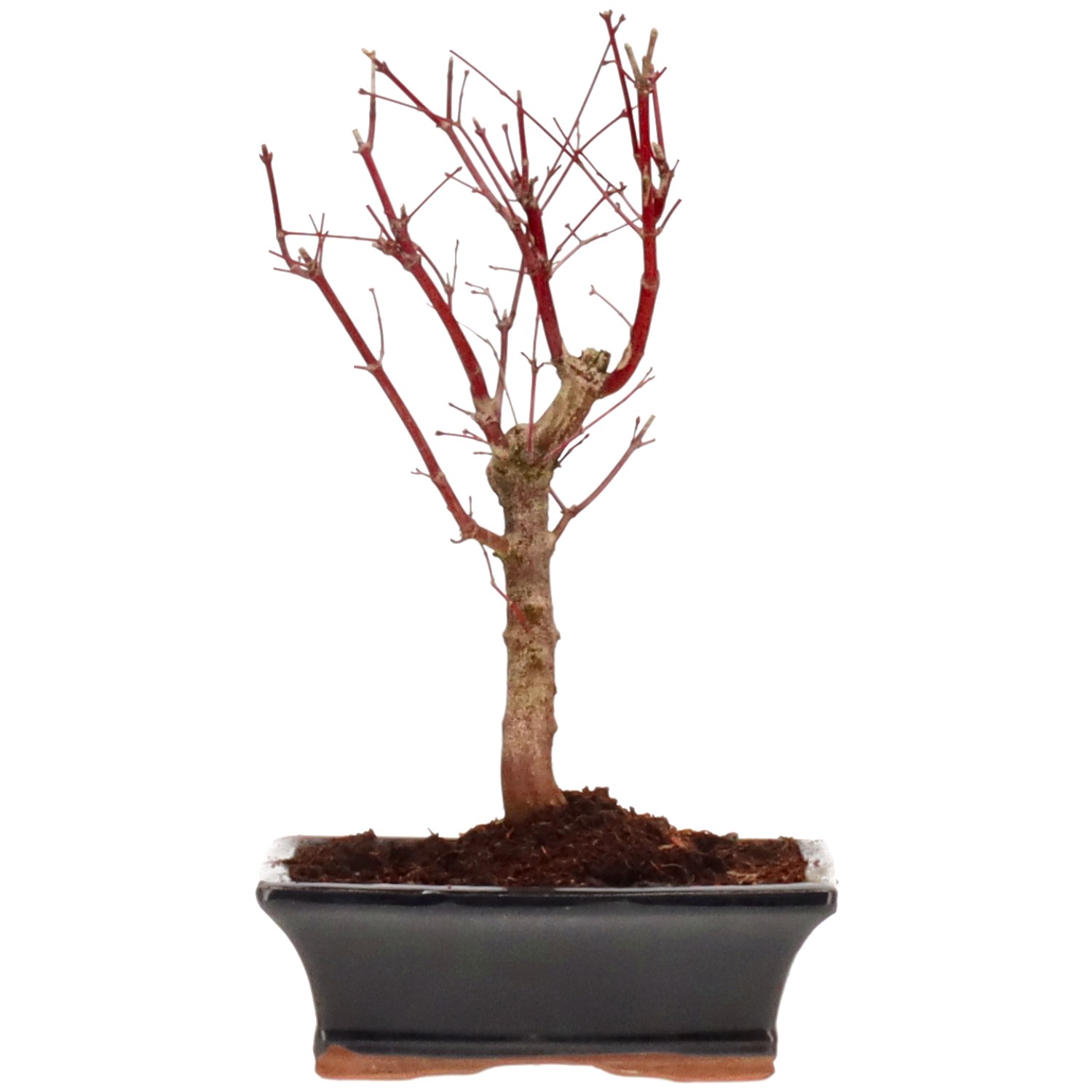 Acero palmato (Katsura), ca. 10 anni (29 cm)