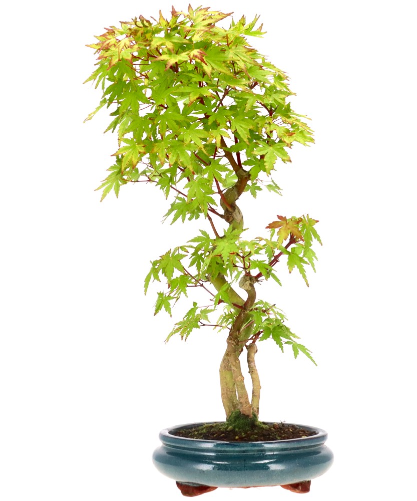 bonsai.fallbackImageTitle bonsai.fallbackImageTitle