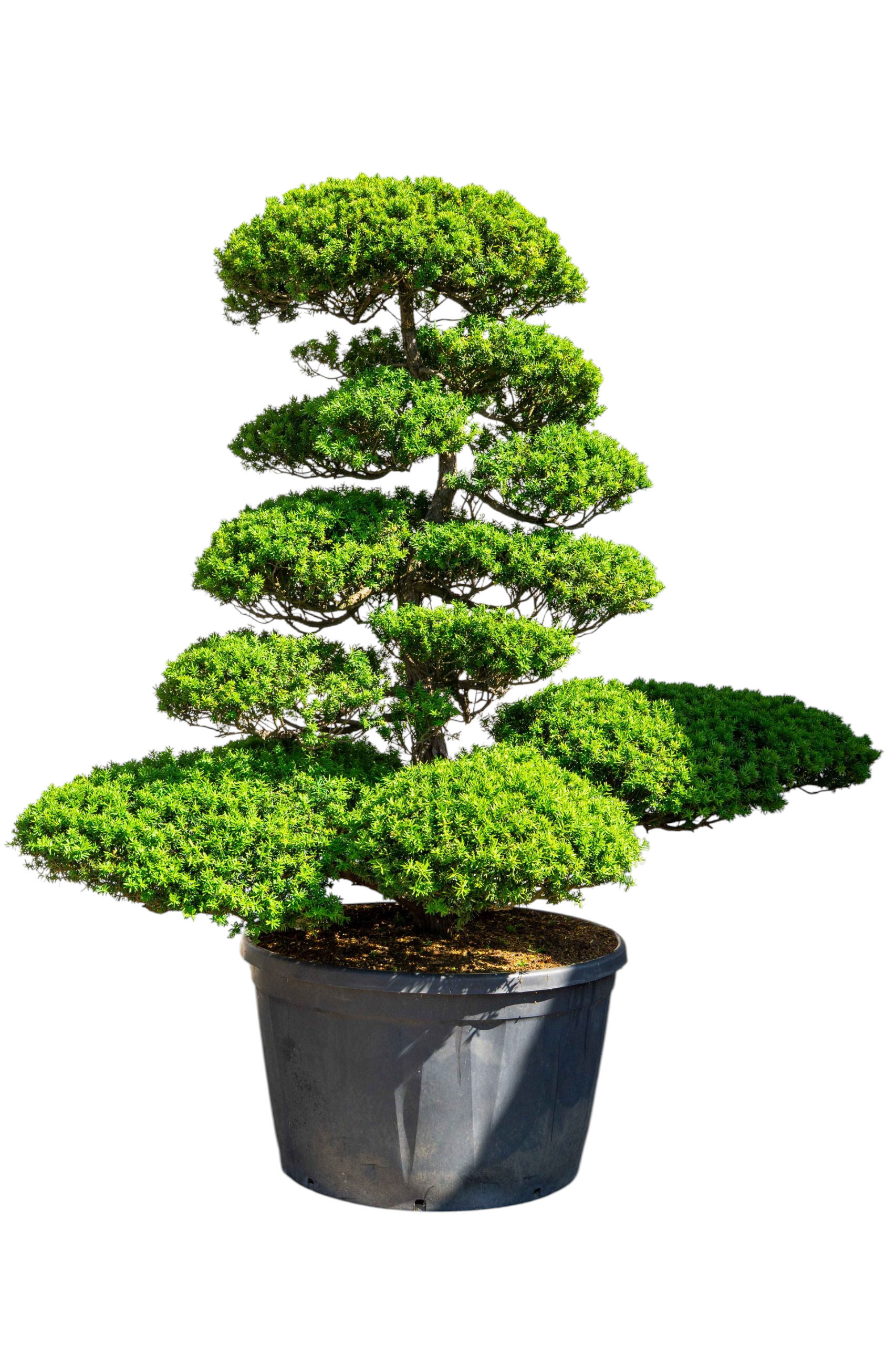 bonsai.fallbackImageTitle