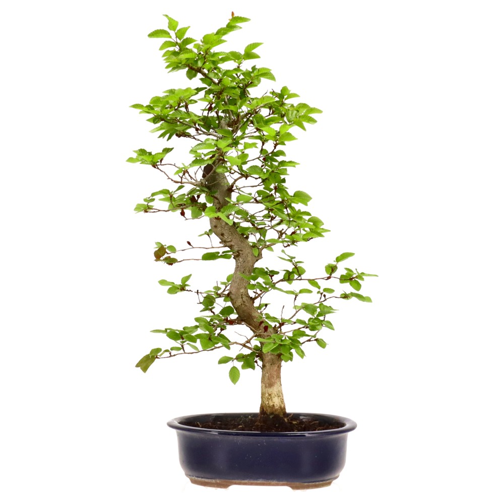 bonsai.fallbackImageTitle