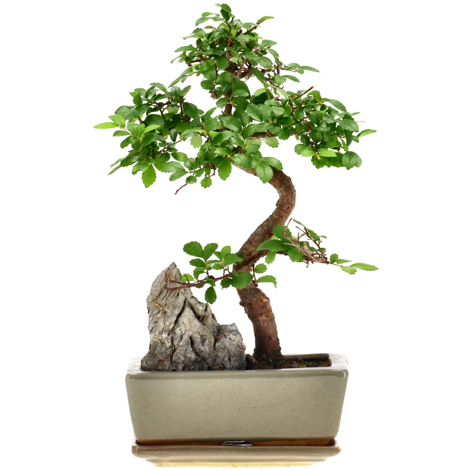 Olmo chino, aprox. 8 años (24 cm)