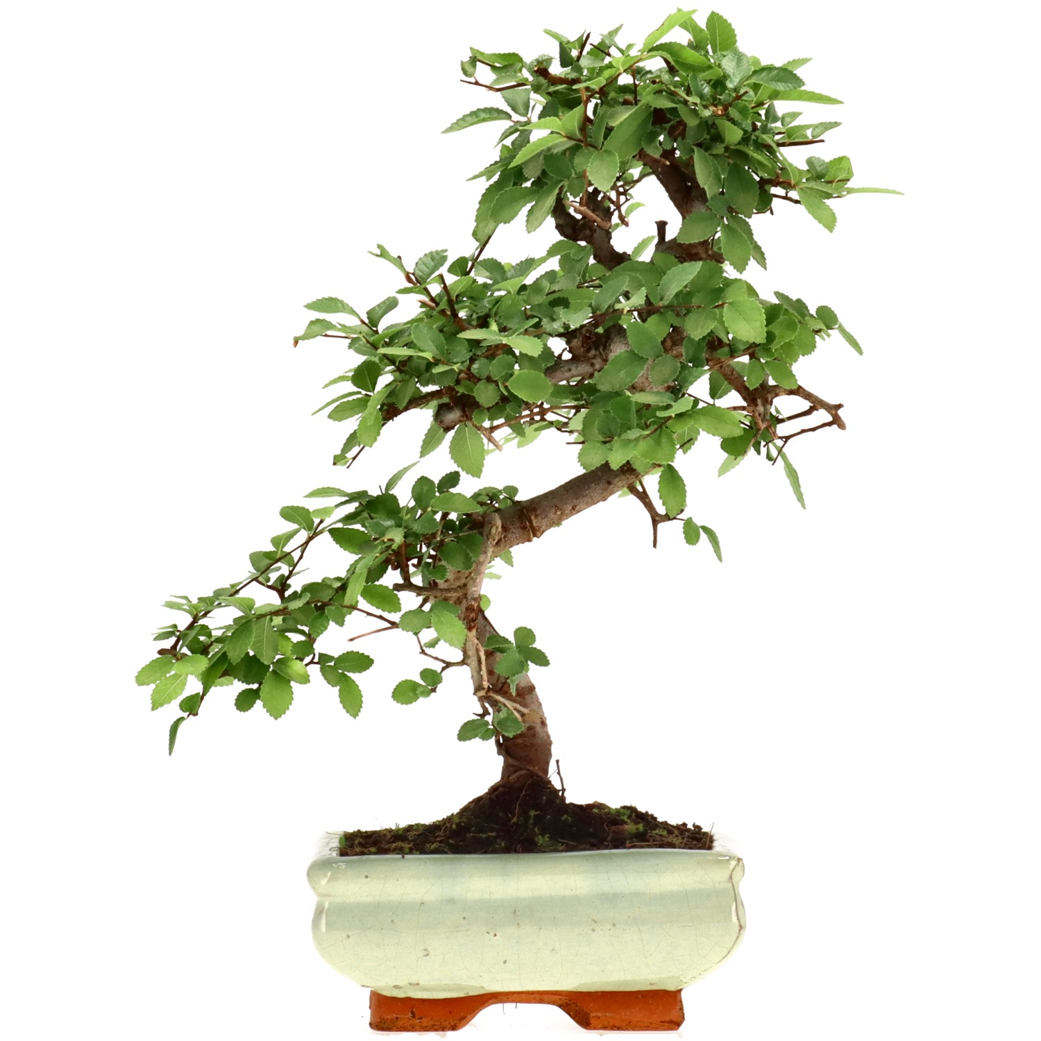 Olmo chino, aprox. 7 años (28 cm)