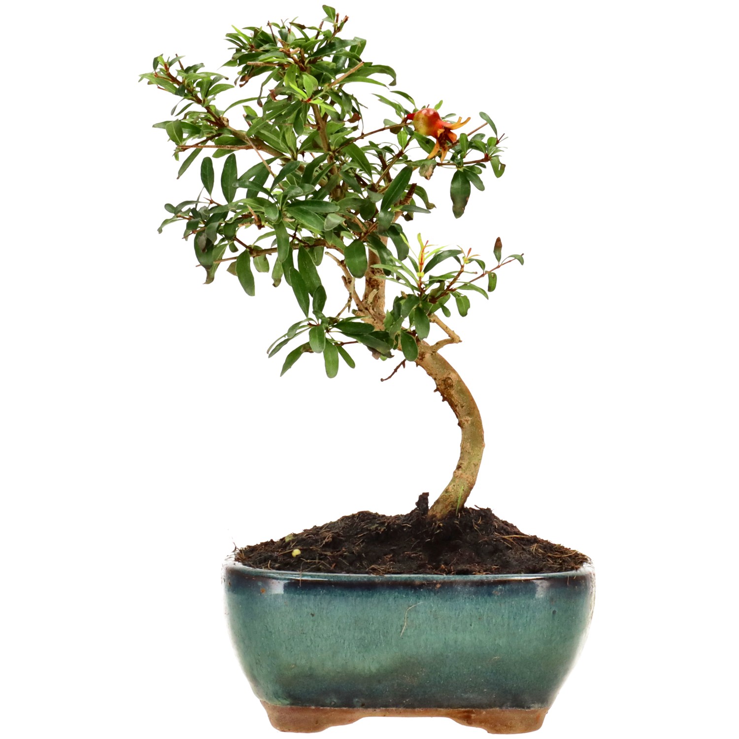 Granado, aprox. 7 años (20 cm)