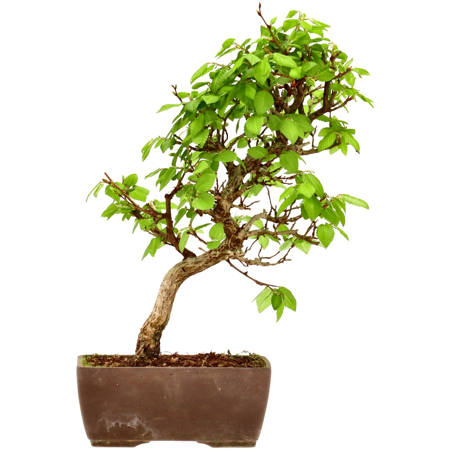 Carpino giapponese, ca. 10 anni (25 cm)